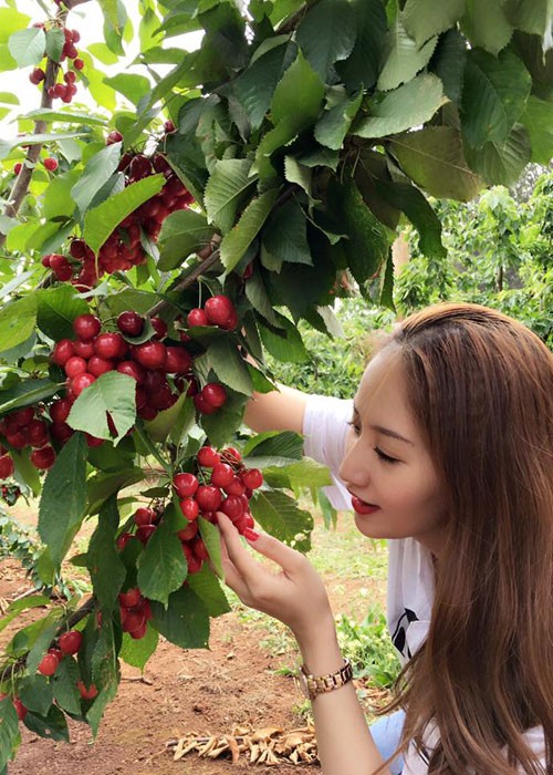 Phan Hien Khanh Thi tinh tu tai vuon cherry o Australia-Hinh-4